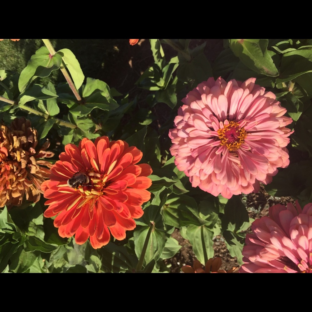 Meet your Posher, Valeria